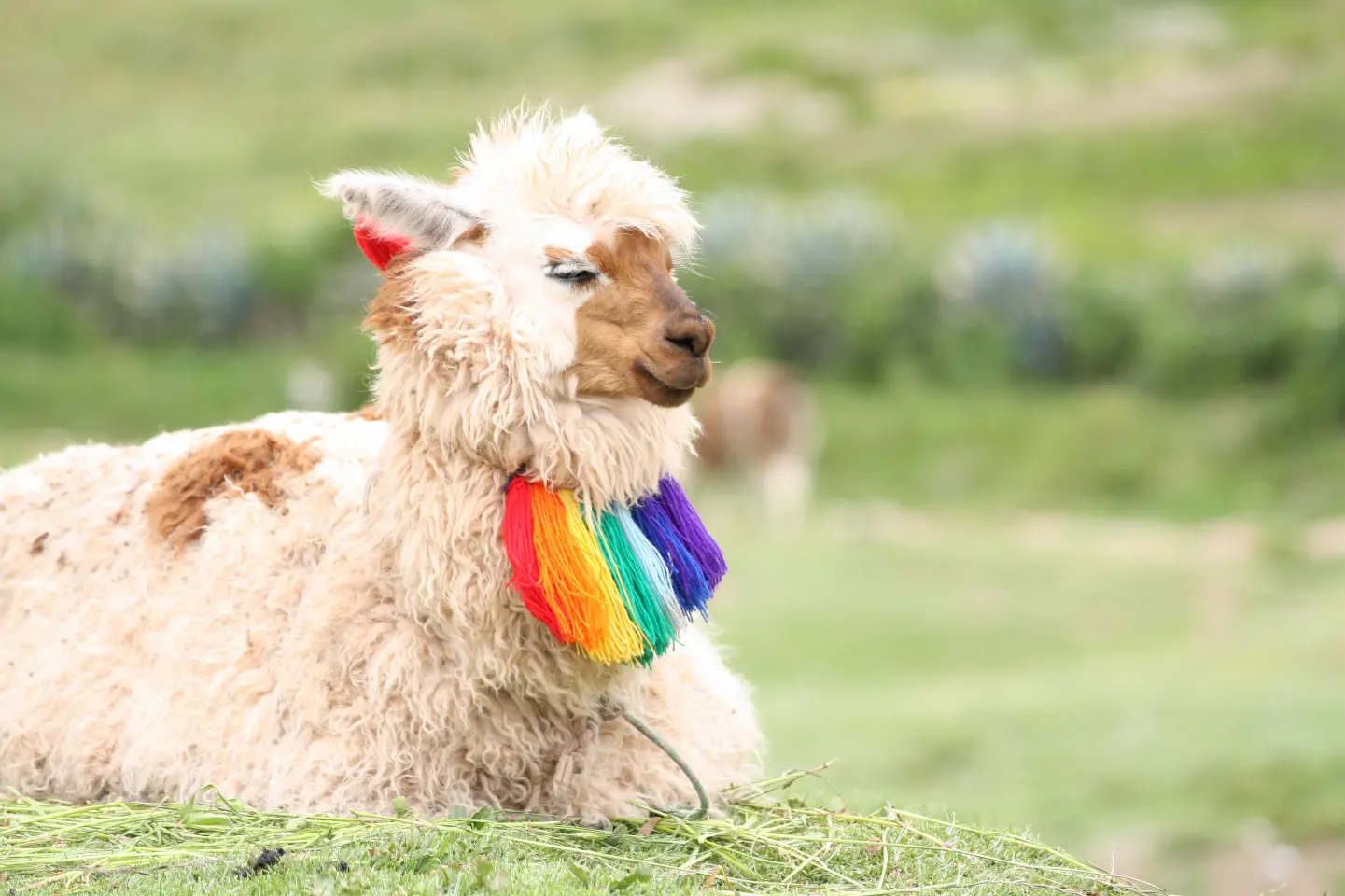 Fotografía de llama peruana
